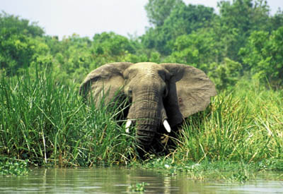 Zentralafrika, Uganda: Berggorillas und Safari - Elefant